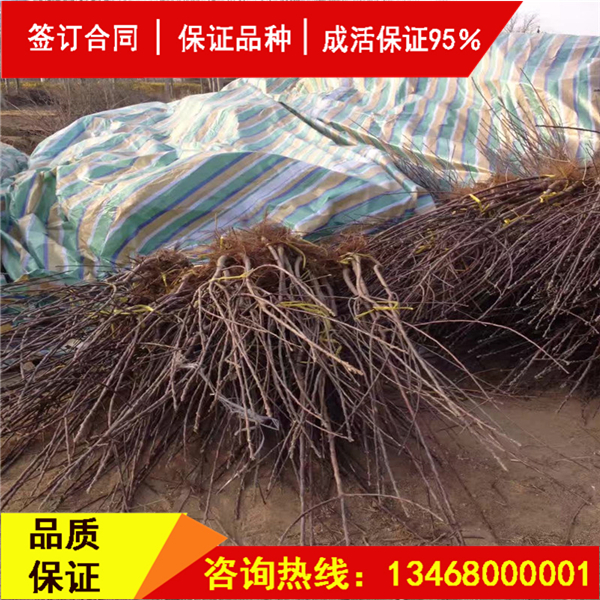 資訊:吉塞拉櫻桃砧木櫻桃品種純度