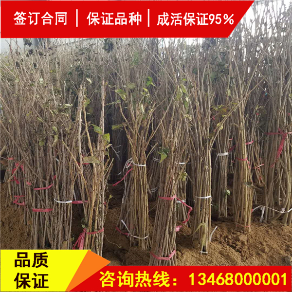 今日:莎蜜豆大櫻桃多少錢