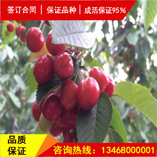 資訊:斯坦拉櫻桃樹詳細介紹