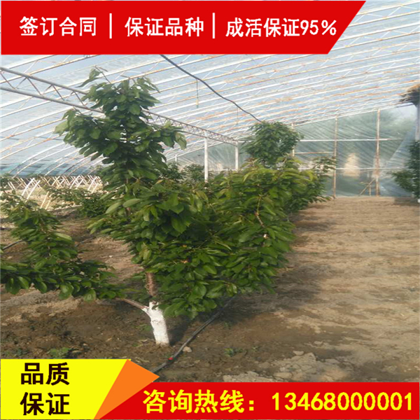 資訊:吉塞拉櫻桃砧木櫻桃品種純度