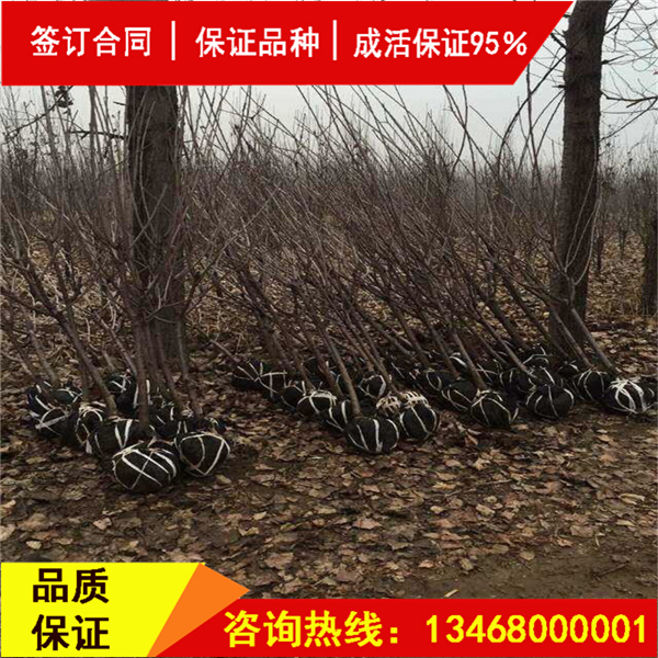 今日:斯坦拉櫻桃樹基地