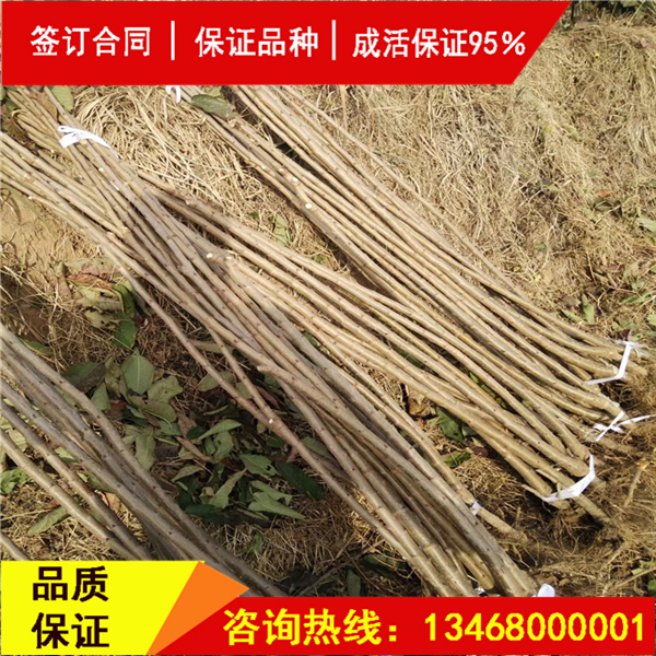 資訊:吉塞拉櫻桃砧木櫻桃品種純度