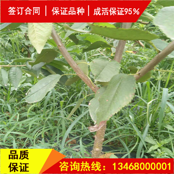 資訊:斯坦拉櫻桃樹(shù)詳情