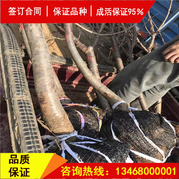 今日:莎蜜豆大櫻桃供應商