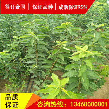 今日:莎蜜豆大櫻桃供應(yīng)商