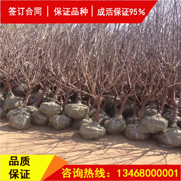 資訊:斯坦拉櫻桃樹詳細介紹