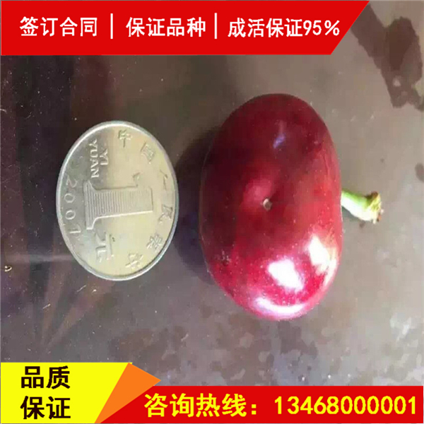 资讯:莎蜜豆大樱桃商家