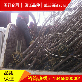 資訊:斯坦拉櫻桃樹詳情
