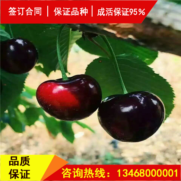 資訊:斯坦拉櫻桃樹(shù)詳情