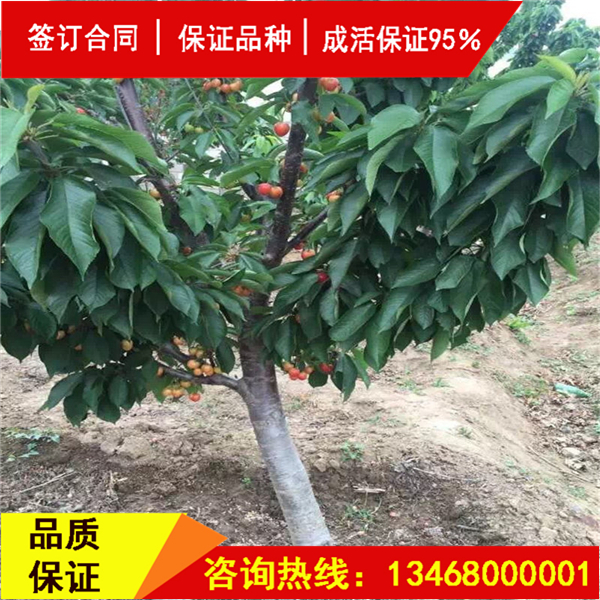 資訊:斯坦拉櫻桃樹(shù)詳情