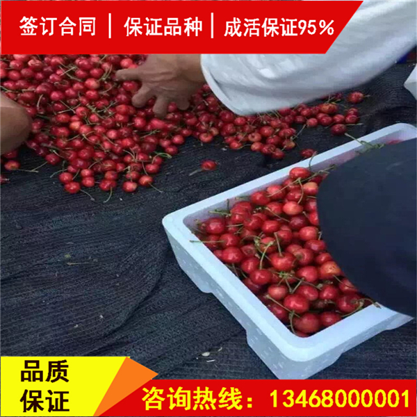 今日:斯坦拉櫻桃樹基地