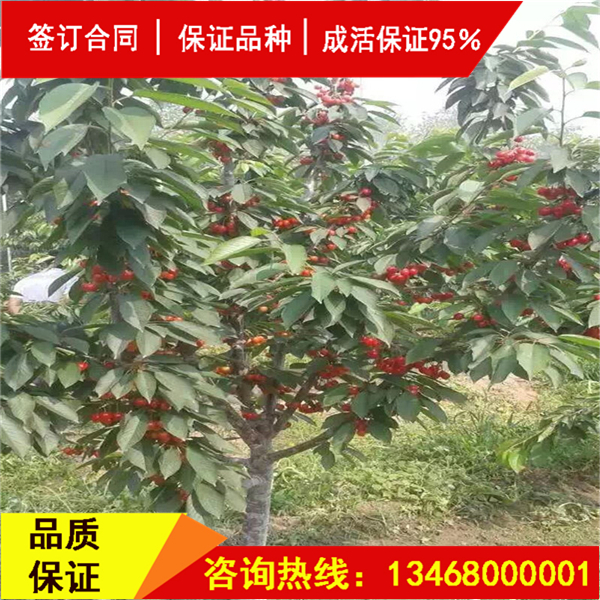 今日:莎蜜豆大櫻桃多少錢