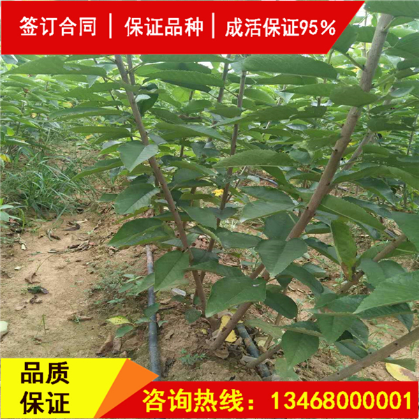 资讯:莎蜜豆大樱桃商家