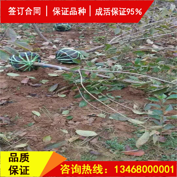今日:莎蜜豆大櫻桃實(shí)地考察