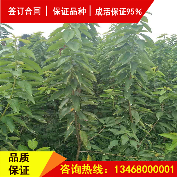 今日:莎蜜豆大櫻桃實(shí)地考察