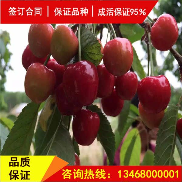 資訊:斯坦拉櫻桃樹(shù)詳情