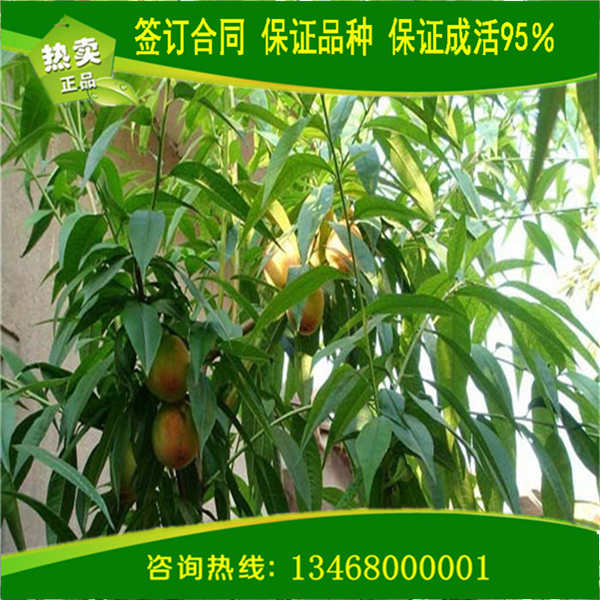 清徐苗木 清徐果树苗木 购买血桃1号,中华福桃树苗报价   彩虹桃品种
