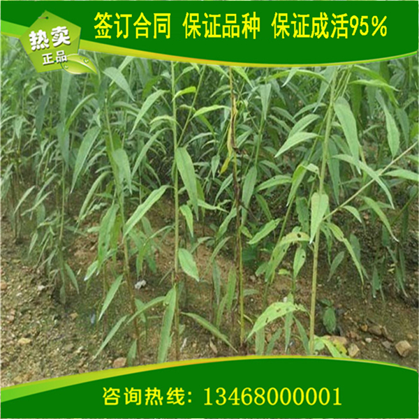 購(gòu)買血桃1號(hào)、血桃1號(hào)基地