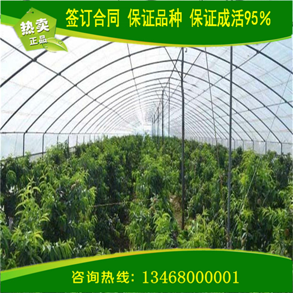購(gòu)買血桃1號(hào)、血桃1號(hào)基地