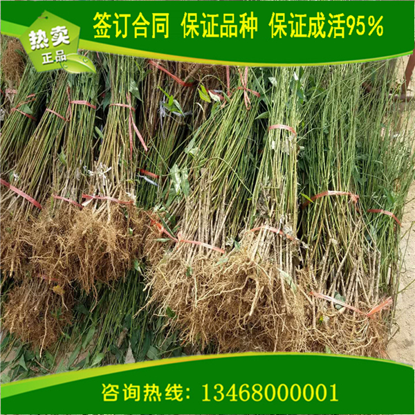 購(gòu)買血桃1號(hào)、血桃1號(hào)基地