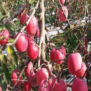 種植遼砧2號砧木蘋果苗、遼砧2號砧木蘋果苗管理技術