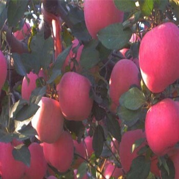 出售矮化中間砧木蘋果苗、矮化中間砧木蘋果苗產(chǎn)量