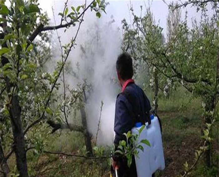 苹果苗、秦冠苹果苗邮寄方式