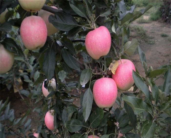 矮化苹果苗、矮化中间砧木苹果苗亩产