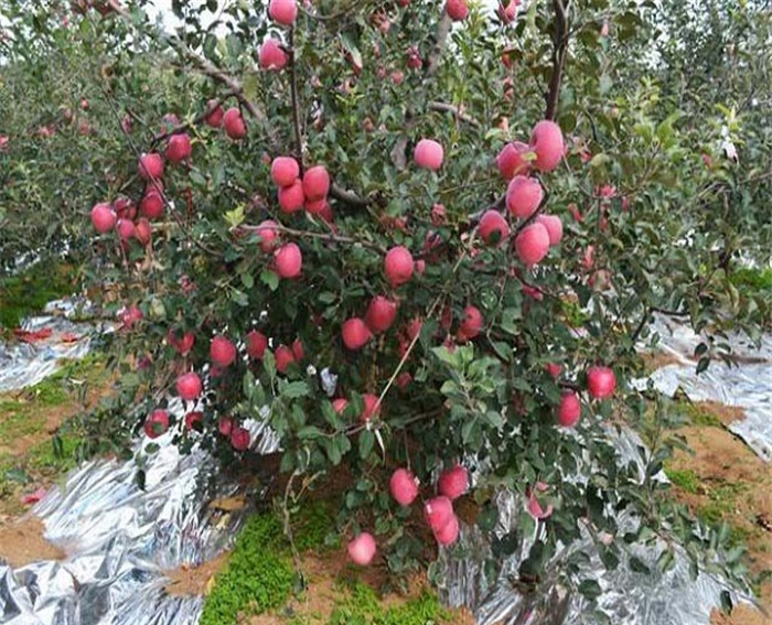 种植苹果树苗、苹果树苗邮寄方式