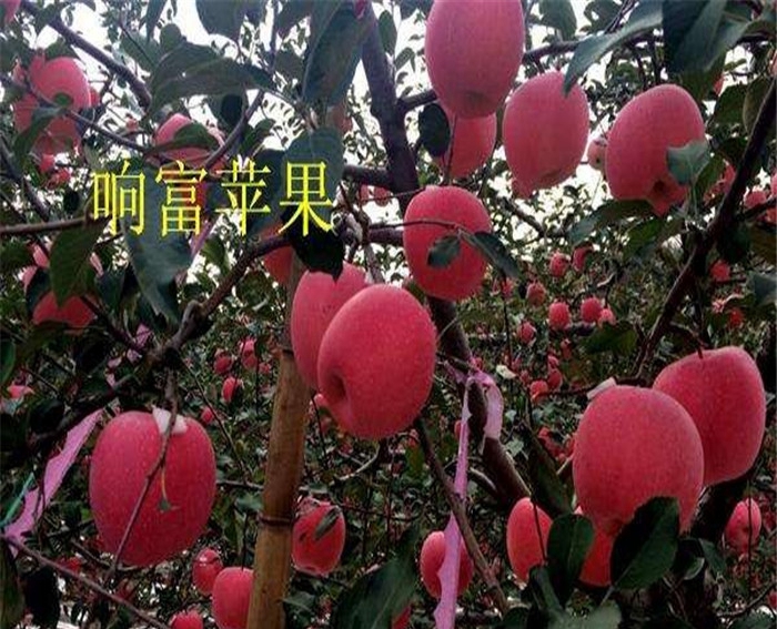 種植山農(nóng)紅蘋果苗、山農(nóng)紅蘋果苗價(jià)格