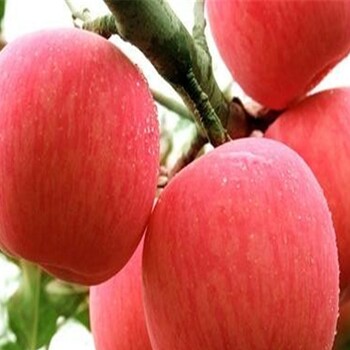 供應(yīng)柱狀蘋果樹苗、柱狀蘋果樹苗產(chǎn)量