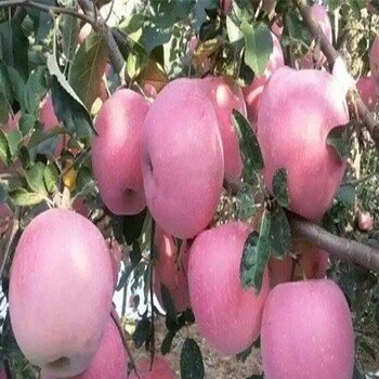 供應(yīng)澳洲青蘋果苗、澳洲青蘋果苗管理技術(shù)