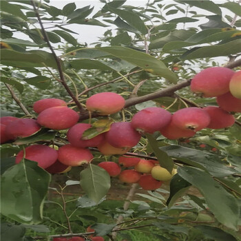 蜜脆蘋果苗、蜜脆蘋果苗嫁接技術