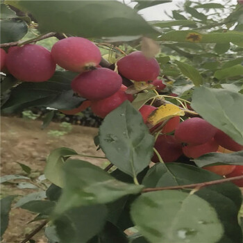引進矮化自根砧木蘋果苗、矮化自根砧木蘋果苗管理技術(shù)