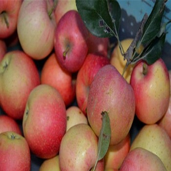 供应矮化自根砧木苹果苗、矮化自根砧木苹果苗产量