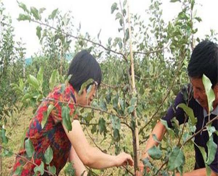 种植占地苹果苗、占地苹果苗厂家