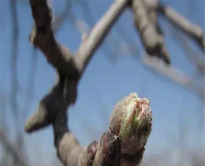 种植占地苹果苗、占地苹果苗上车价