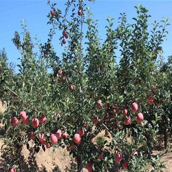 美國8號蘋果苗、煙富3號蘋果苗嫁接技術