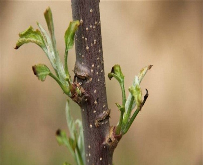 柱狀蘋(píng)果樹(shù)苗、遼砧2號砧木蘋(píng)果苗修剪技術(shù)