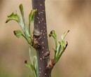 矮化自根砧木苹果苗、苏帅苹果苗管理技术图片