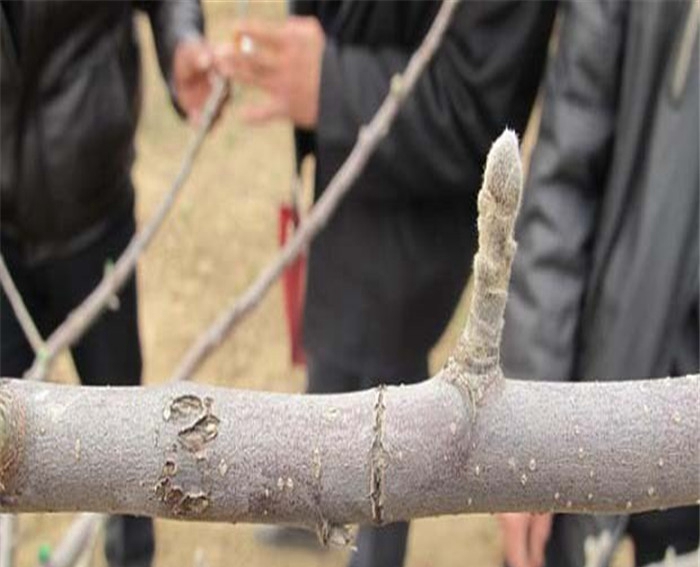 煙富8號蘋果苗、煙富6號蘋果苗管理技術(shù)