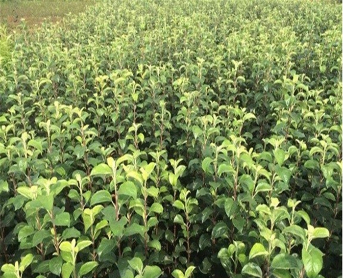 引進(jìn)華慶蘋果苗、華慶蘋果苗價格