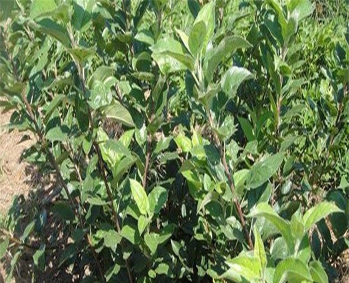 種植藤木1號(hào)蘋果苗、藤木1號(hào)蘋果苗畝產(chǎn)
