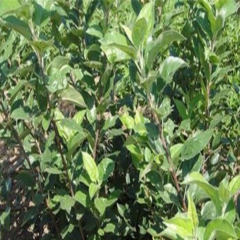 種植花牛蘋果苗、花牛蘋果苗上車價