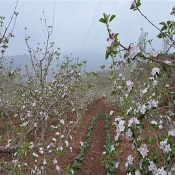 种植占地苹果苗、占地苹果苗厂家