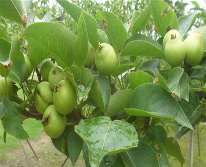 种植夏红苹果苗、夏红苹果苗报价