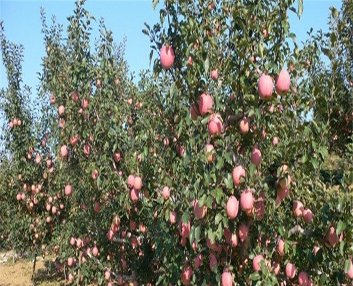 首富苹果苗、澳洲青苹果苗培育方式