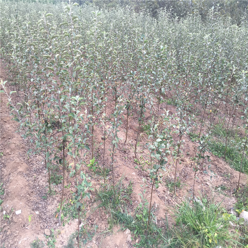 种植占地苹果苗、占地苹果苗上车价