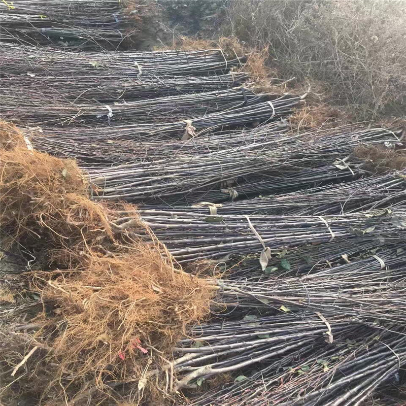 甘红苹果苗、辽砧2号砧木苹果苗纯度