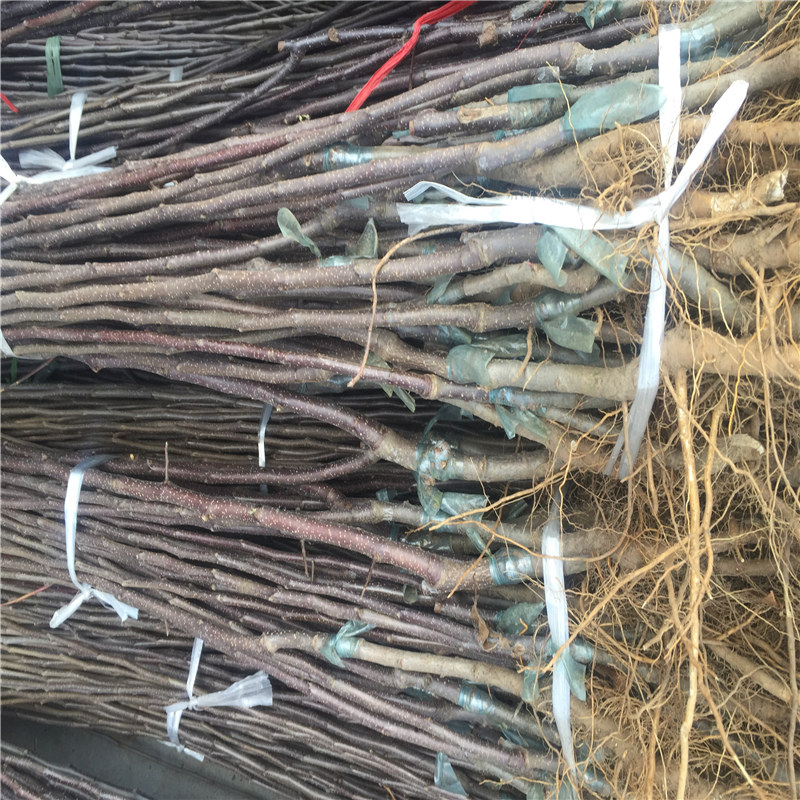 種植遼砧2號砧木蘋果苗、遼砧2號砧木蘋果苗管理技術(shù)